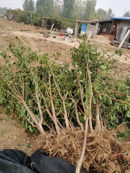 紅香妃李子苗控旺技術(shù)，廠家供應(yīng)翡翠例子苗