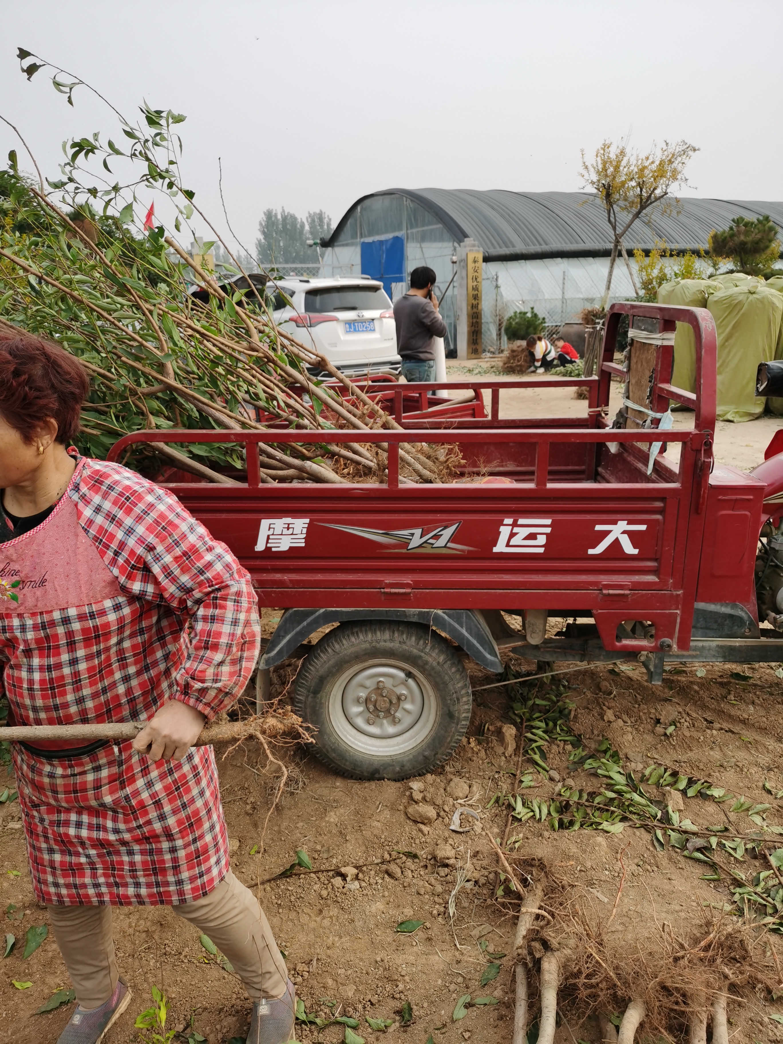 四年血香妃李子苗，便宜报价红香妃李子苗