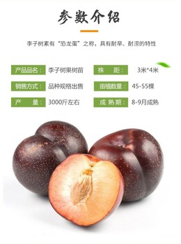澳洲樱桃李子苗今年价格，批发基地苹果李子苗