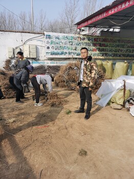 m26中间砧木瑞雪苹果苗，50高秦月苹果树苗