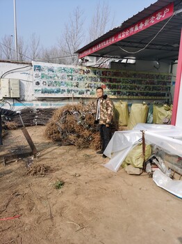 m26中间砧木瑞雪苹果苗，50高秦月苹果树苗