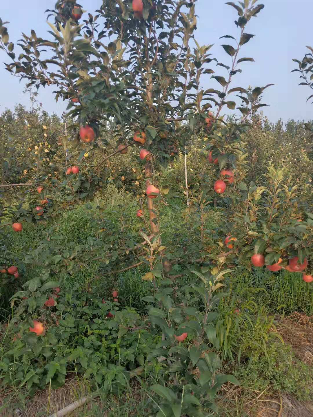 脱毒矮化嘎啦苹果树苗，50高嘎啦苹果树