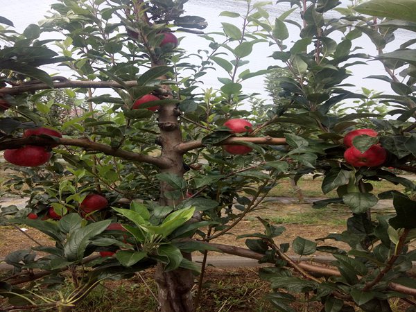 雨露红苹果树，二年生红将军苹果苗，今年价格
