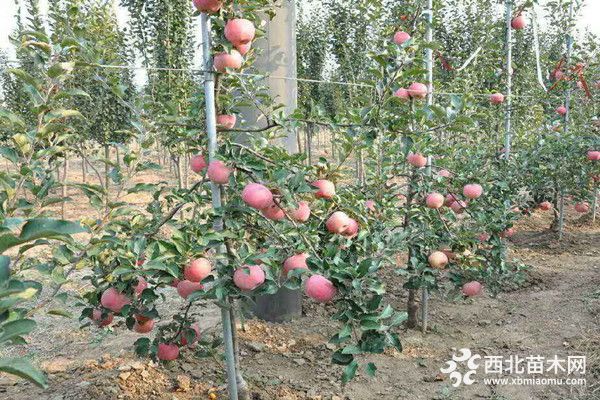 鸡心果苹果树苗种植技术，m9t337砧木鸡心果苹果树苗