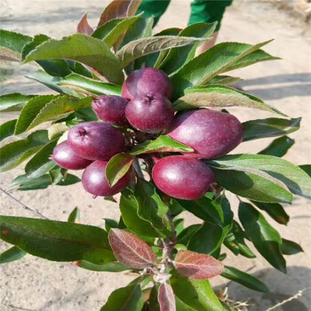 马克砧木红思尼可苹果树苗，今年麦露西苹果苗