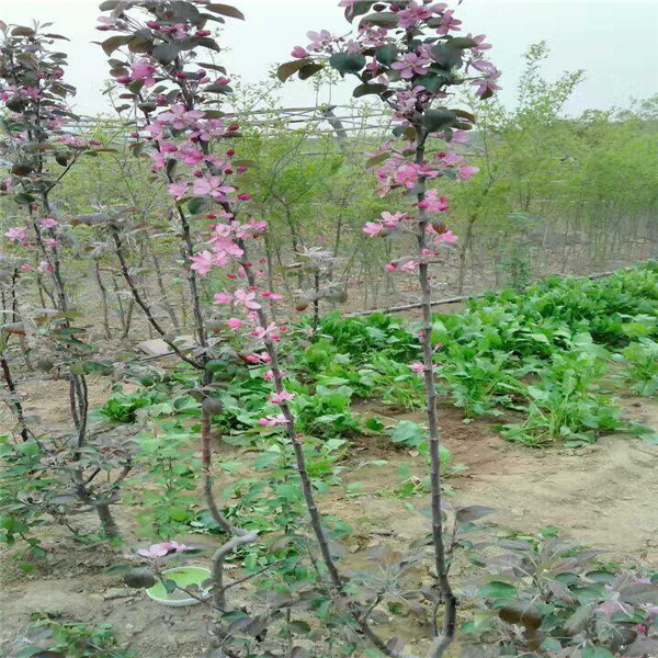 新疆野苹果砧木水蜜桃苹果树苗，去年麦露西苹果树苗