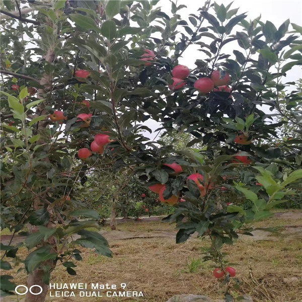 脱毒SH砧木雨露红苹果苗，3年生中秋王苹果树苗