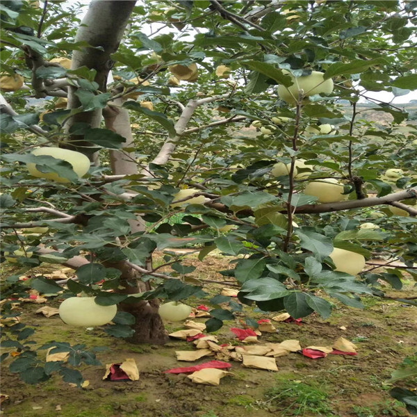 脫毒馬克砧木秦月蘋(píng)果樹(shù)苗，1公分瑞普麗蘋(píng)果苗