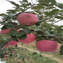 八棱海棠砧木樂淇小蘋果苗，當年結果眾成一號蘋果苗圖片