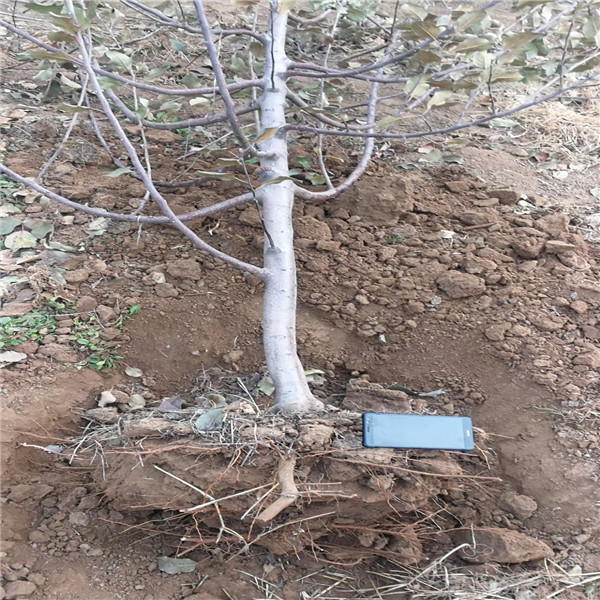 新疆野苹果砧木水蜜桃苹果树苗，去年麦露西苹果树苗