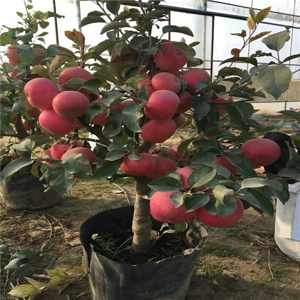 矮化SH砧木红色之爱，3公分Hff63苹果树