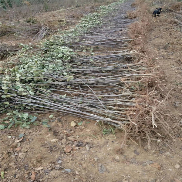 马克砧木爱妃苹果苗，3年生红思尼克苹果树