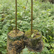 榉树袋苗榉树苗高度70厘米榉树容器苗
