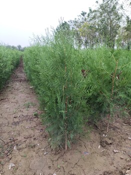 寧夏側(cè)柏苗綠籬工程苗