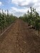 泰安种植大梨树基地