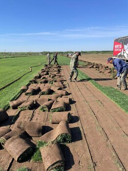 辽宁草坪想买真草坪沈阳大连苗圃批发内蒙古秦皇岛吉林