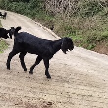 貴州努比亞黑山羊養殖場圖片