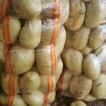 山东荷兰土豆产地新排名价格