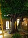 仿真树出售北京景观假树订做厂家大型假树价格