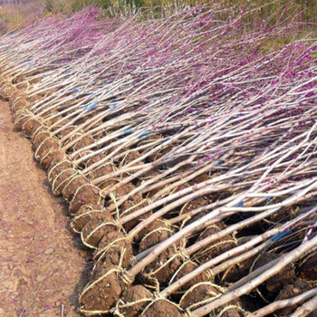 紫荆花树苗的价格以及种植方法