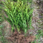 红豆杉小苗价格-50至1米高红豆杉小苗批发价格