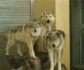 人工植毛仿真狼標本主題展覽灰狼模型