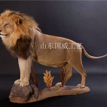 人工植毛仿真狮子标本展览狮子模型