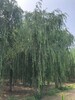 辽宁20公分带帽垂柳树基地批发
