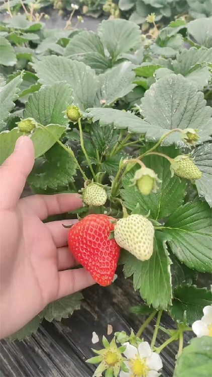 禹城隋珠草莓苗園藝場