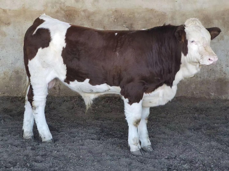廊坊哪里有西门塔尔基础母牛700斤多少钱