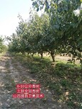 图片0