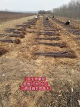 图片0