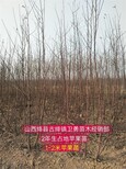 图片0