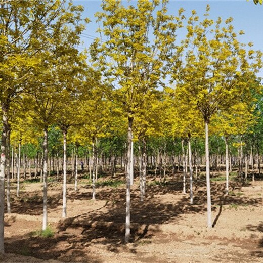 黄蜡木树木图片图片