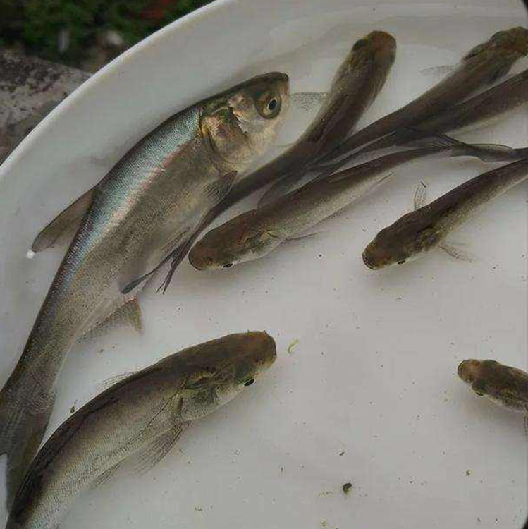 廣安白鰱魚苗苗種