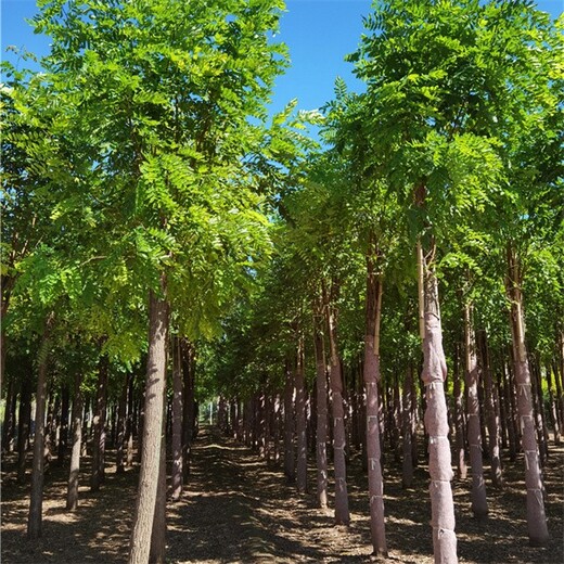 湖北荆门香花槐树苗价格,红花刺槐