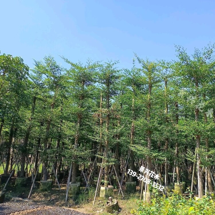 景興花木細葉欖仁廣西欽州花葉欖仁小葉欖仁