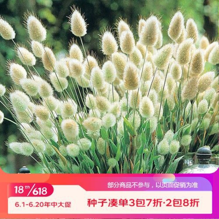 广州电子糖蜜草草种安装糖蜜草护坡种子