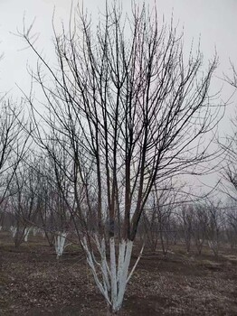 青岛丛生元宝枫园林景观树