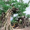 菏泽牡丹区旅游区假树门头安装