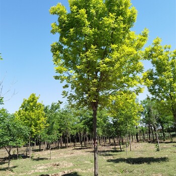 世泽园林-风景树基地-金叶白蜡种植基地-实地考察