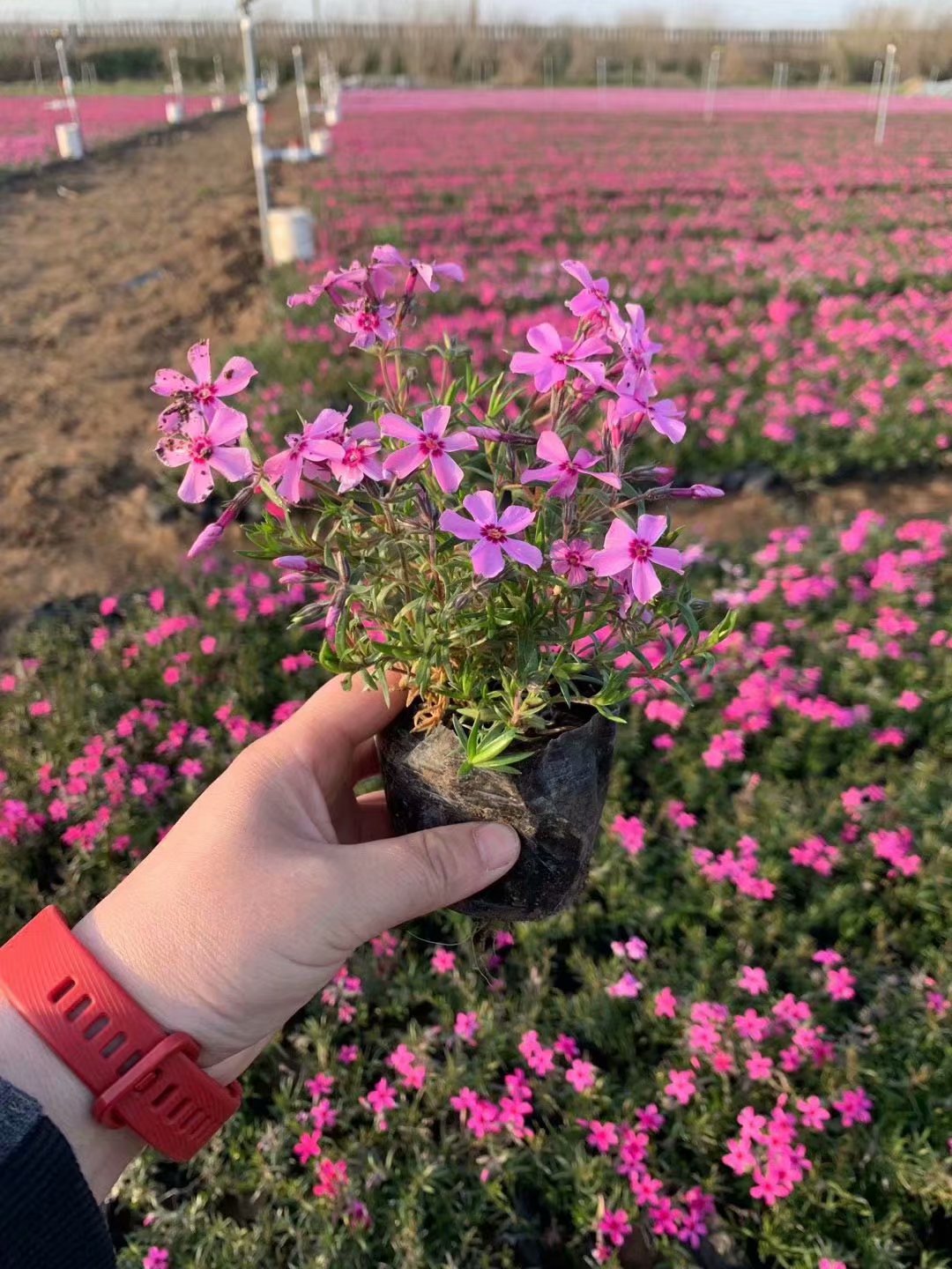 芝樱幼苗图片