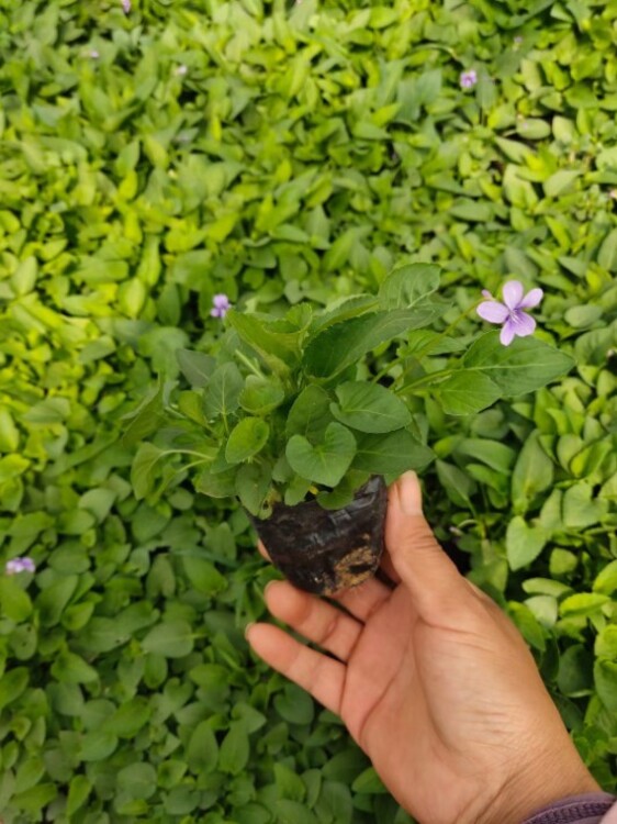紫花地丁幼苗图片