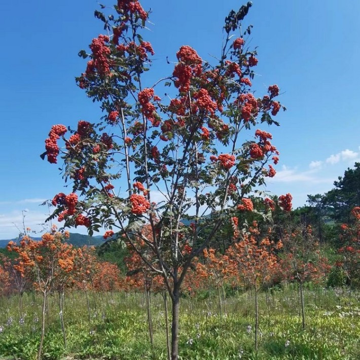 黑果花楸开花图片图片