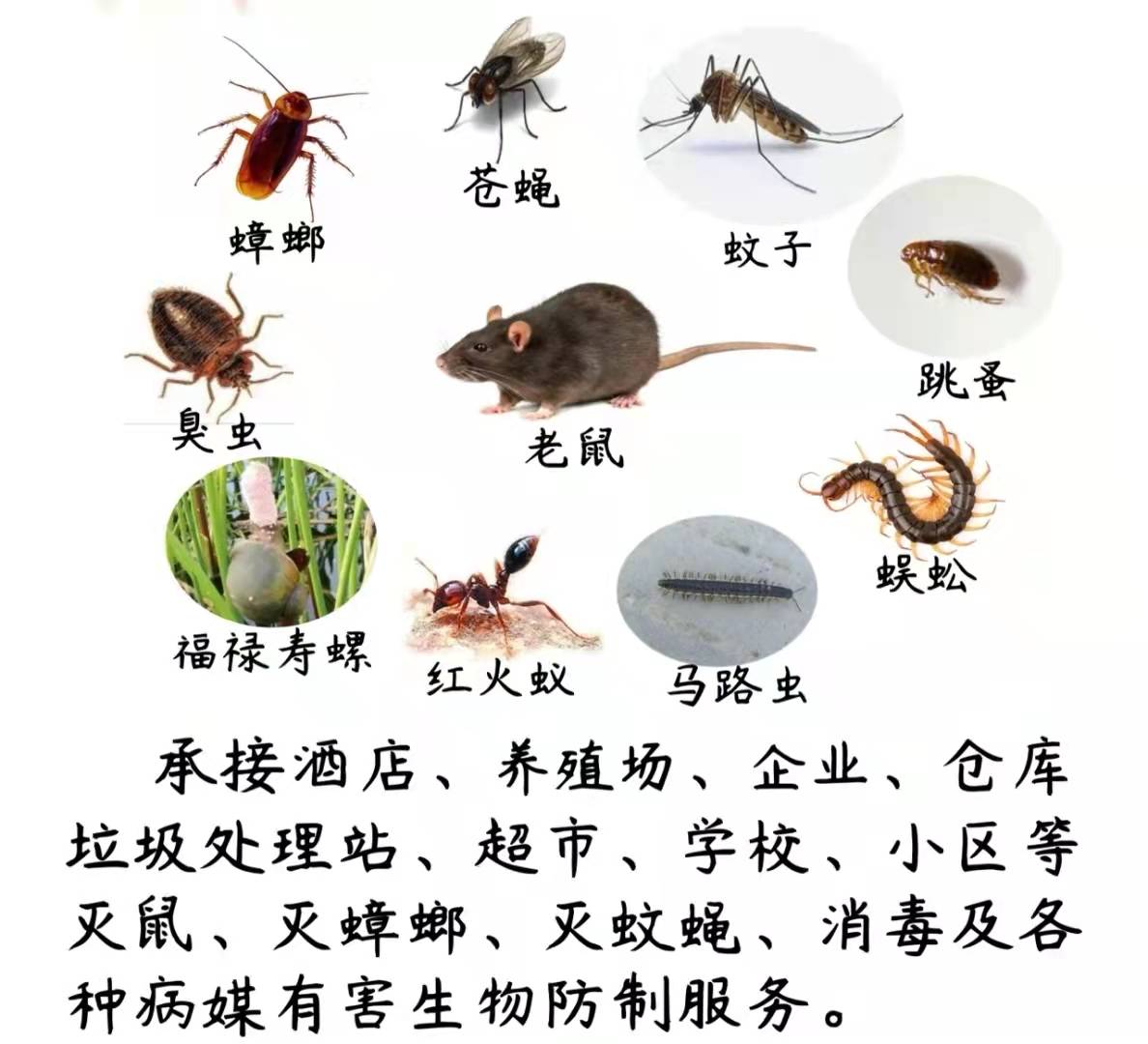上海灭鼠公司蓝皇环保上门除虫灭鼠杀蟑螂除白蚁