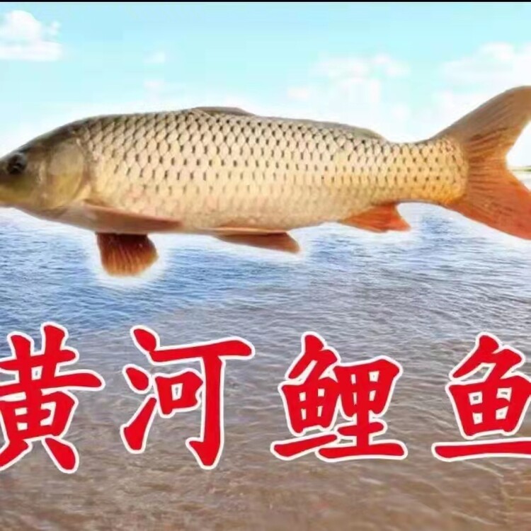黄河鱼类名称大全图片