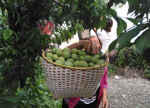 贵州黄平青脆李苗,青脆李子树苗繁育基地