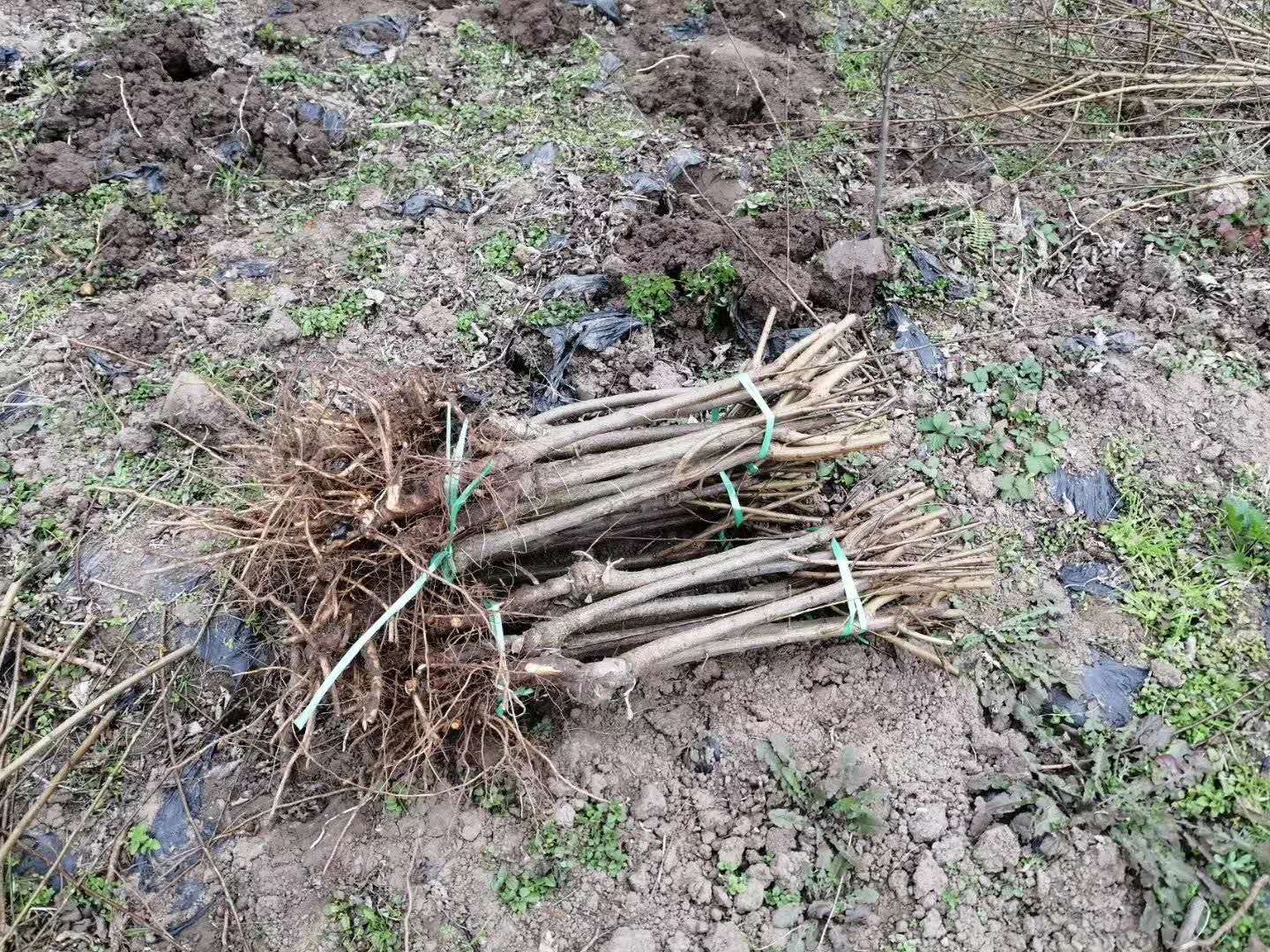 四川崇州青脆李苗-青脆李苗哪里有基地-青脆李苗价格及行情