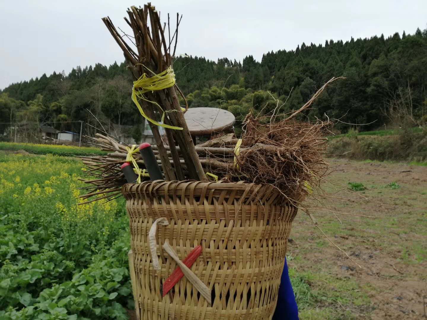 湖南澧县青脆李苗上车价格-青脆李苗批量出售