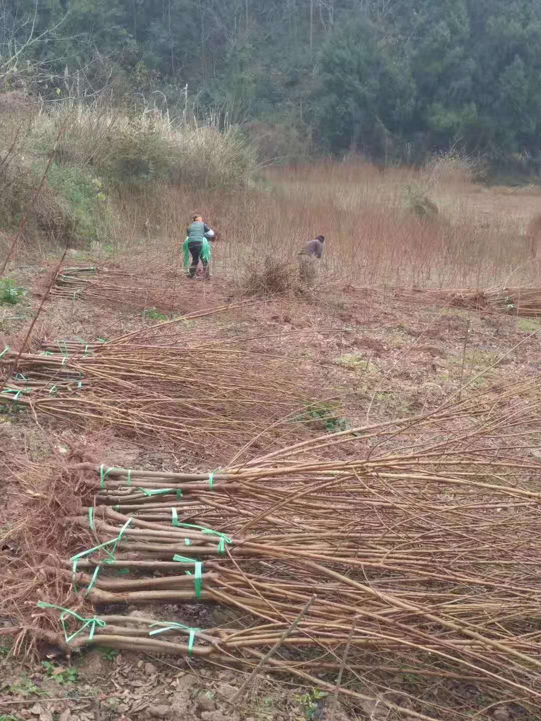 云南姚安青脆李树苗批发报价_青脆李树苗补肥技术